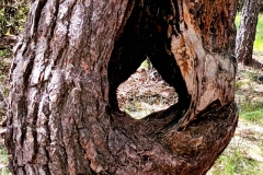 IMG-20240617-WA0006