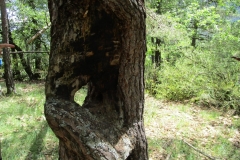 IMG-20240617-WA0040
