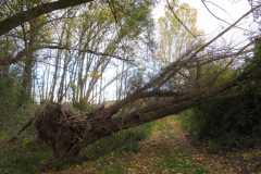 IMG-20231104-WA0004