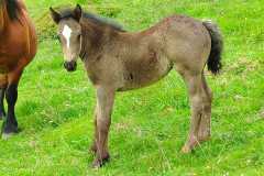 IMG-20240603-WA0005
