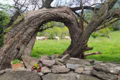 IMG-20240506-WA0007