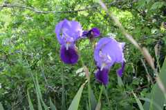 IMG-20240506-WA0033