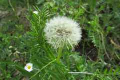 IMG-20240506-WA0036
